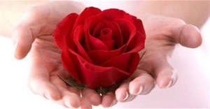 Ý nghĩa số lượng hoa hồng trong tình yêu