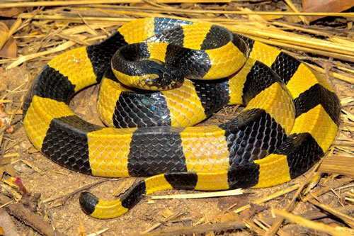 Rắn cạp nong có khoang đen vàng. Ảnh: Thailand Snakes.