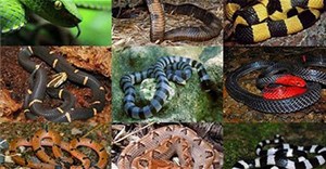 5 loài rắn độc nhất Việt Nam, vị trí số 1 không phải hổ mang chúa, cạp nong hay cạp nia