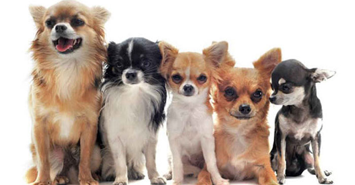 The 10 most widely raised ornamental dog breeds in Vietnam