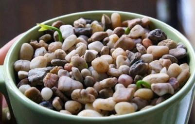 Mỗi ngày dùng bình phun sương xịt nước 1 lần để giữ độ ẩm cho đất và giúp hạt nảy mầm nhanh