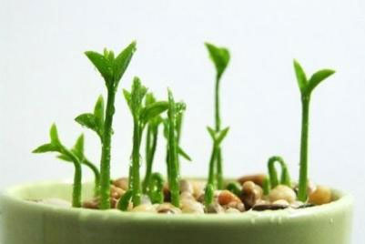 Khoảng 3 – 5 ngày, hạt sẽ nảy mầm