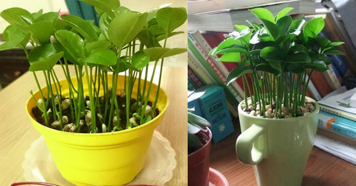 Trồng cam bằng hạt làm cảnh