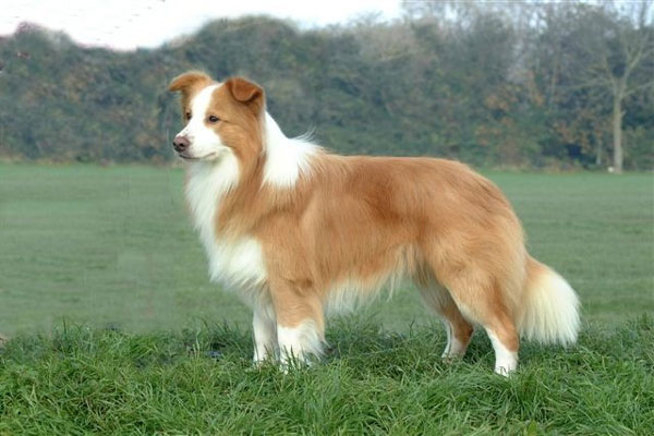 Border Collie Dog