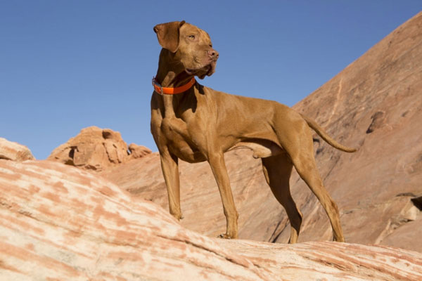 Vizsla dog