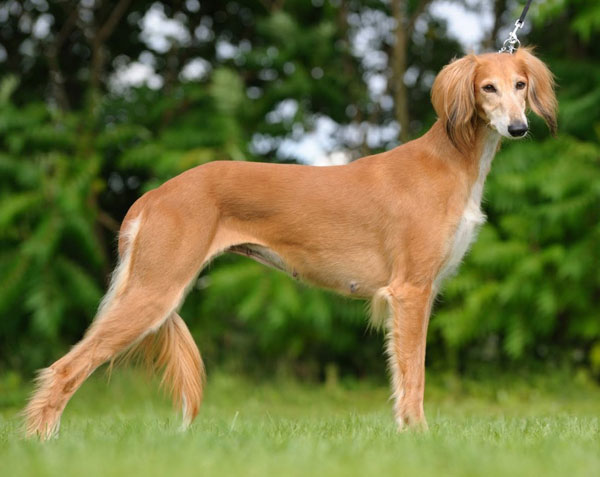 Saluki dog