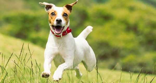 Jack Russell Terrier