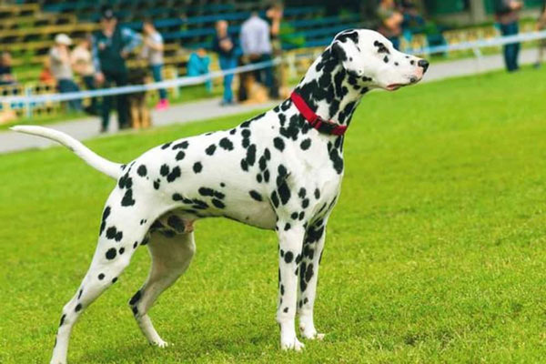 Dalmatian dog