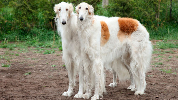 Borzoi dog