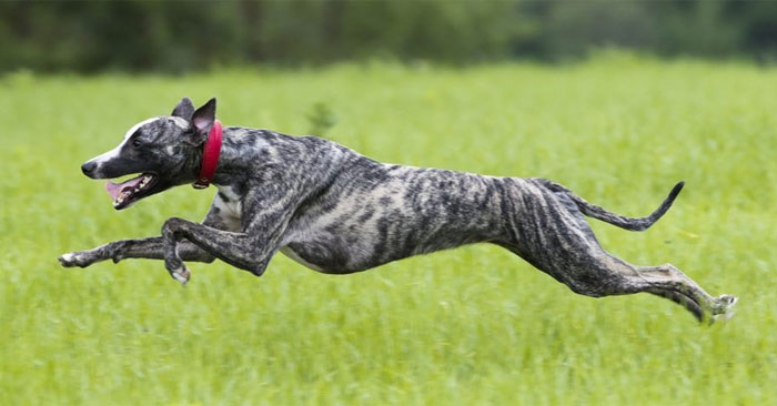 10 fastest running dogs in the world
