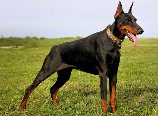 Dobermann dog