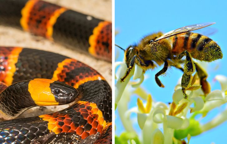 Màu vàng có trên các con động vật độc hại