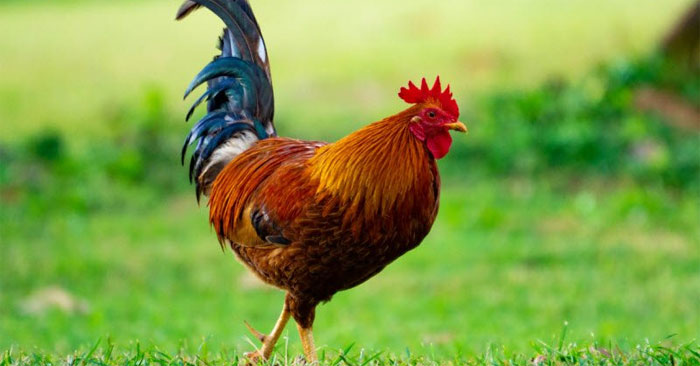 20+ interesting facts about Chicken species you may not know yet