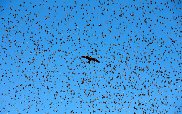 Một con diều hâu "lạc lối" giữa đàn sáo đá. Ảnh: Baz Ratner/Reuters.