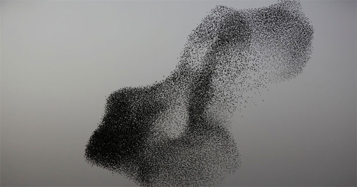Beautiful dance of thousands of starlings, great show of nature