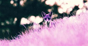 Mã độc Purple Fox nhắm mục tiêu đến hệ thống Windows dễ bị tấn công trên toàn thế giới