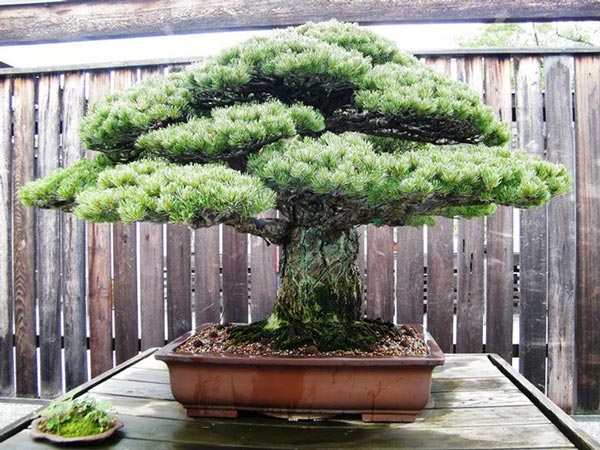 Cây bonsai Thông trắng 400 tuổi ở Nhật Bản. Ảnh: Bảo tàng Quốc gia Bonsai & Penjing
