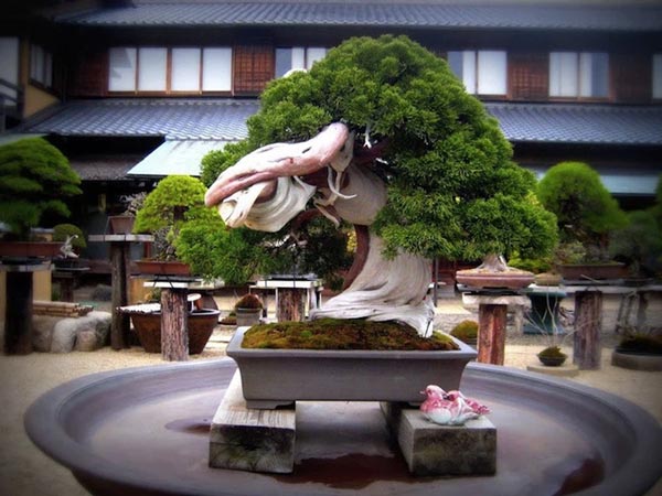 Cây bonsai hơn 800 năm tuổi