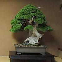 5 cây bonsai cổ thụ nhất và hiếm có nhất hành tinh