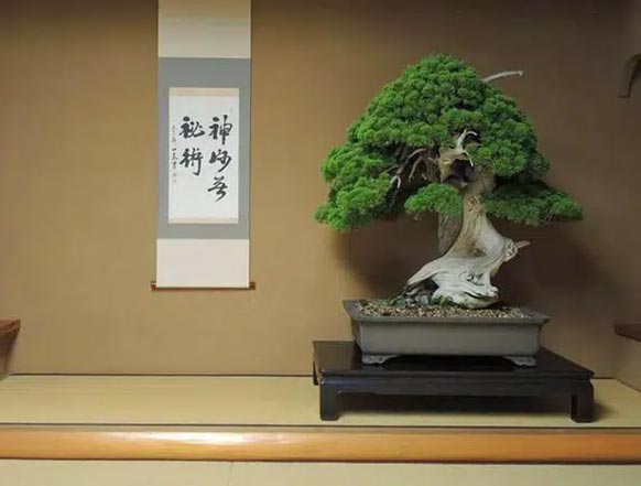 Cây bonsai hơn 800 năm tuổi 2