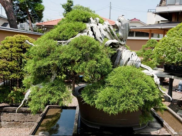 Cây bonsai Bách xù. Ảnh: Morten Albek.