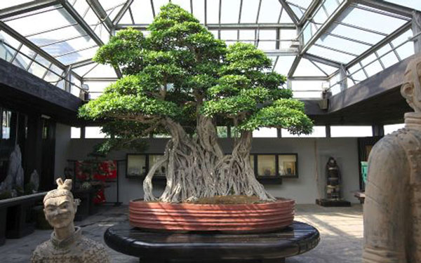 Cây bonsai Sung ngọt. Ảnh: Crespi.