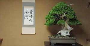 5 cây bonsai cổ thụ nhất và hiếm có nhất hành tinh