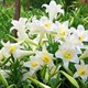 Thơ về hoa loa kèn hay, stt hay về hoa loa kèn