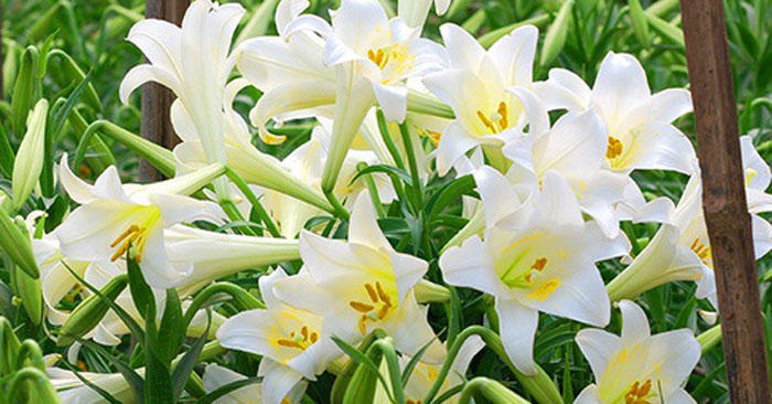 Thơ về hoa loa kèn hay, stt hay về hoa loa kèn - QuanTriMang.com