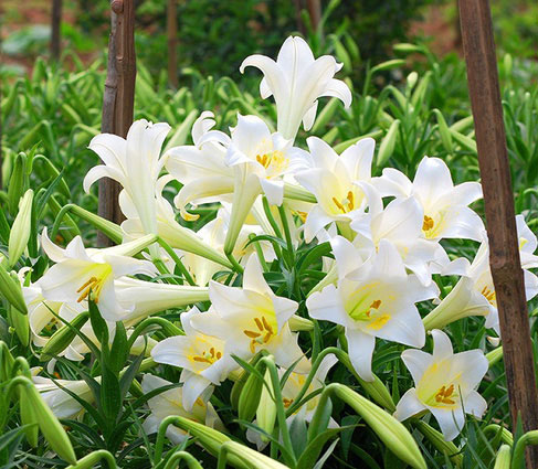 Ý nghĩa hoa loa kèn, cách cắm hoa loa kèn, QuanTriMang.com - Nếu bạn đam mê hoa và muốn tìm hiểu về ý nghĩa cũng như cách cắm hoa loa kèn đẹp, hãy ghé thăm QuanTriMang.com để tìm hiểu thêm về loài hoa thơm ngát này.