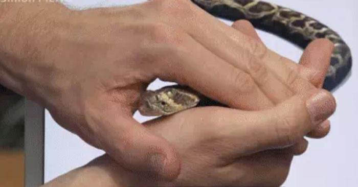 Con rắn chui ra từ màn hình iPad