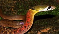 Rắn cổ đỏ: Loài rắn được nuôi làm cảnh có thể khiến nạn nhân bị chảy máu không ngừng đến chết