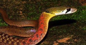 Rắn cổ đỏ: Loài rắn được nuôi làm cảnh có thể khiến nạn nhân bị chảy máu không ngừng đến chết
