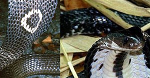 Những loài rắn hổ mang sống ở Việt Nam, tại sao không có hổ mang chúa?