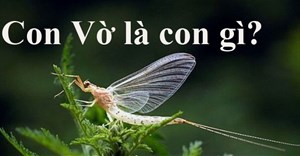 Vật vờ là con gì?