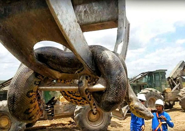 Cá thể rắn dài nhất thế giới và nặng nhất thế giới