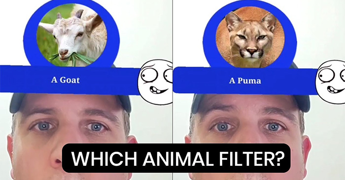 Cách tải filter bạn là con vật nào trên Instagram