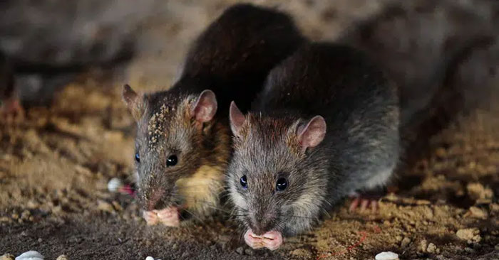 Chuột túi Antechinus