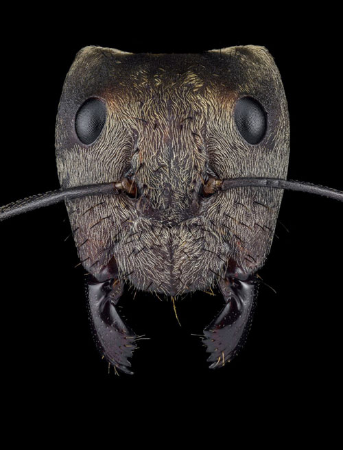 Kiến đường vàng Camponotus sericeiventris là loài côn trùng đặc hữu của Mexico.