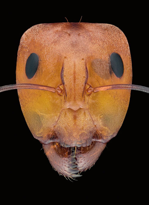 Một thành viên khác thuộc chi Kiến thợ mộc (Camponotus).