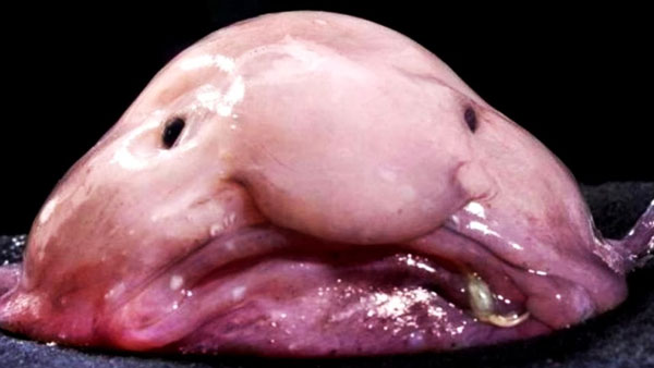 Loài Blobfish, tên khoa học là Psychrolutes marcidus chính là sinh vật xấu xí nhất hành tinh. Loài cá này sống ở những vùng biển có độ sâu lớn ngoài khơi châu Úc và Tasmania nên con người hiếm khi thấy chúng.