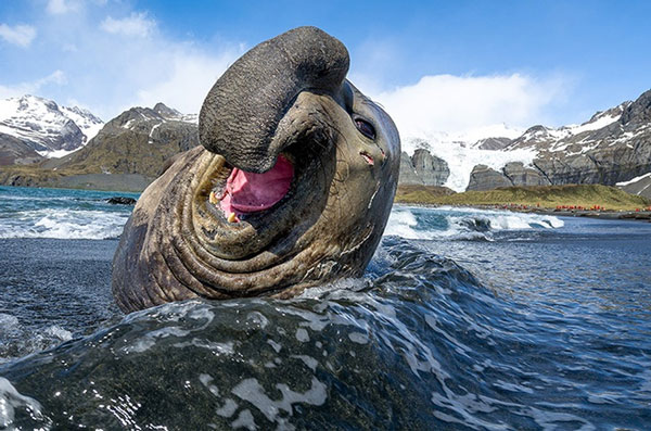 Voi biển hay còn gọi là Hải tượng phía nam (Mirounga leonina) là sống ở Nam Phi, Argentina, New Zealand. Chúng thuộc bộ thú ăn thịt và có khả năng bắt mồi rất nhạy bén. Thức ăn chủ yếu của voi biển là mực, bạch tuộc.