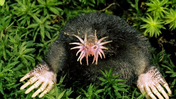 Chuột chũi mũi sao (Condylura cristata) có hình dáng vô cùng độc đáo và kì lạ với chiếc mũi giống hình một bông hoa. Loài sinh vật này sống ở những vùng ẩm ướt ở miền đông Canada và đông bắc nước Mỹ.