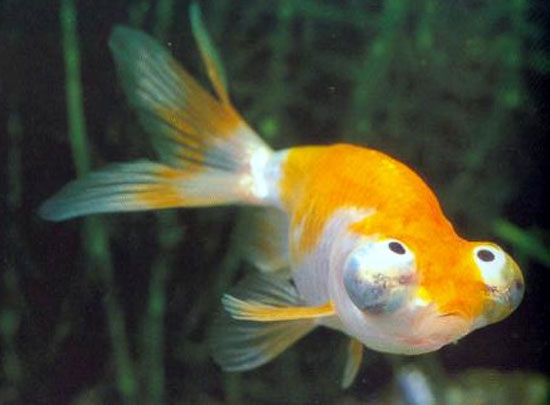 Cá mắt lồi Celestial là một loài thuộc họ Cá vàng nổi bật với cặp mắt lồi ngược. Chúng không có vây lưng và rất nhạy cảm với nhiệt độ nước.