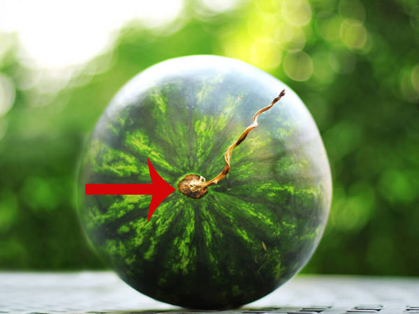 Chọn dưa hấu nhìn vào cuống dưa 