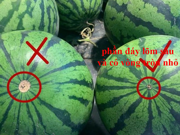 Nên chọn quả dưa hấu có phần đáy lõm sâu và có vòng tròn nhỏ