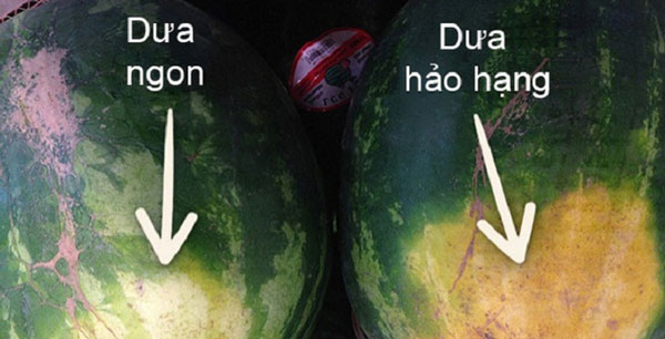 Nên chọn phần đáy của những quả dưa có màu vàng