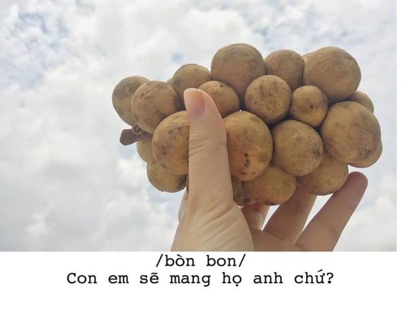 Thả thính bằng quả bòn bon