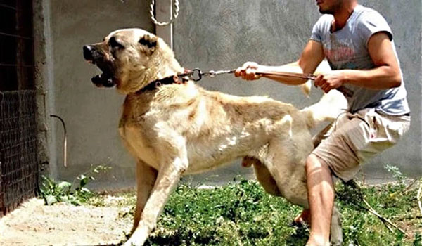 Kangal