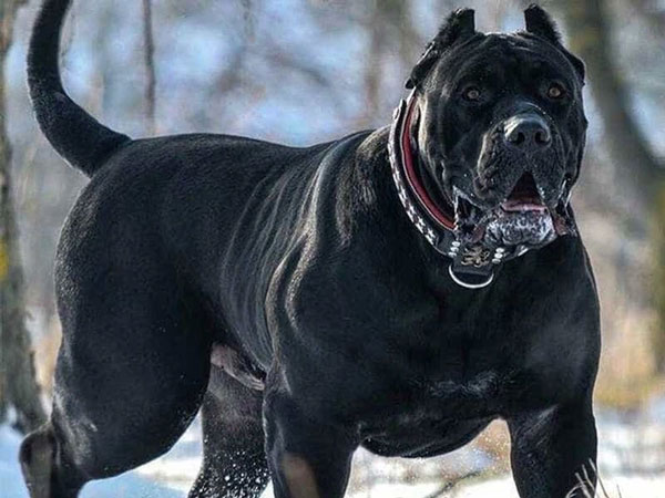 Cane Corso
